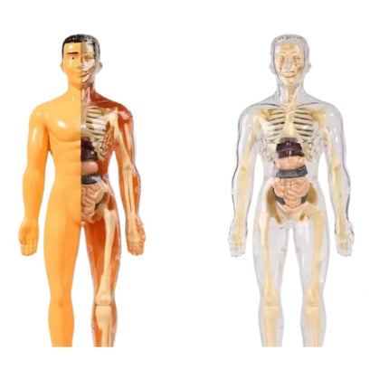 3D Human Body Anatomy Skeleton Model for Kids Toys| Educational Toys & Science Experiment Kit with Removable Skeleton & Organs | Skeleton Model Toys for Kids| STEM Toys