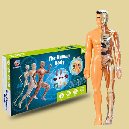 3D Human Body Anatomy Skeleton Model for Kids Toys| Educational Toys & Science Experiment Kit with Removable Skeleton & Organs | Skeleton Model Toys for Kids| STEM Toys